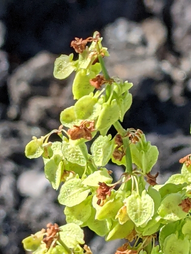 Image of Rumex skottsbergii by (c) David Anderson, some rights reserved (CC BY)