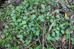 Hydrocotyle pterocarpa
