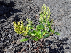 Rumex skottsbergii