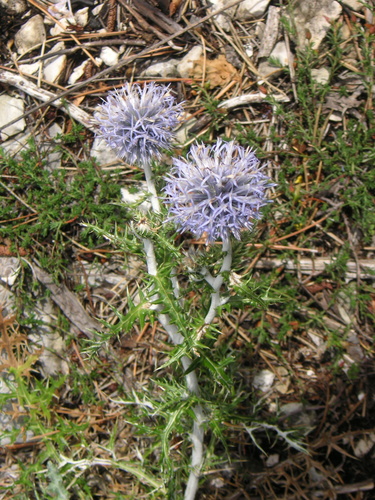 Southern globe thistle (Echinops ritro)