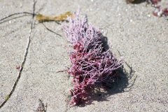 Lithothrix aspergillum