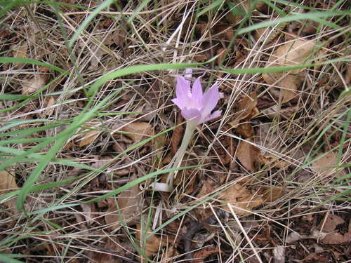 Colchicum haynaldii