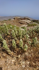 Marrubieae