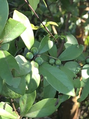 Litsea rotundifolia