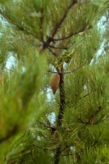 Pinus radiata binata