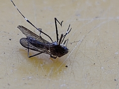 Aedes notoscriptus