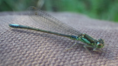 Ischnura gemina