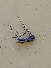 Aedes notoscriptus