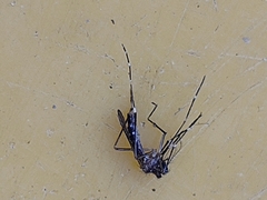 Aedes notoscriptus