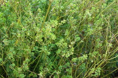 Euphorbia hirsuta