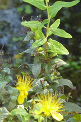 Hypericum hircinum