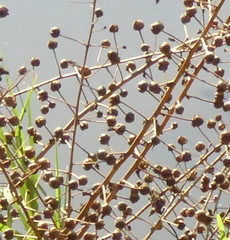 Verbascum heterophyllum
