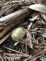Psilocybe weraroa