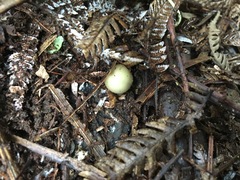 Psilocybe weraroa