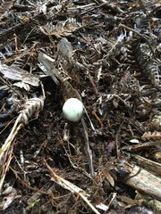 Psilocybe weraroa