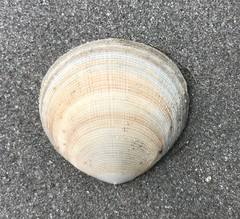 Pseudarcopagia decora