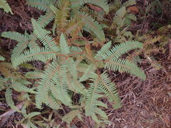 Dicranopteris linearis subferruginea