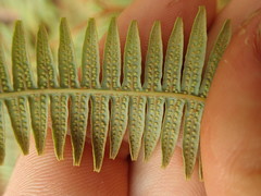 Dicranopteris linearis subferruginea
