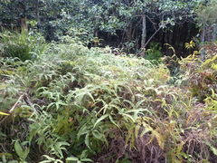Dicranopteris linearis subferruginea