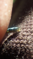 Ischnura gemina