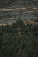Cupressus guadalupensis