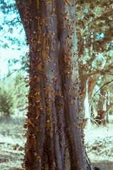 Cupressus guadalupensis