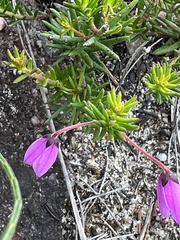 Tetratheca rubioides