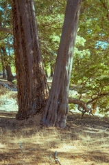 Cupressus guadalupensis