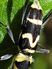 Chlorophorus curtisi