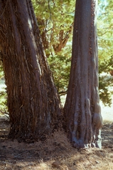 Cupressus guadalupensis