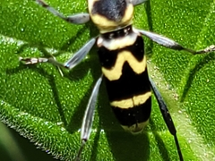 Chlorophorus curtisi