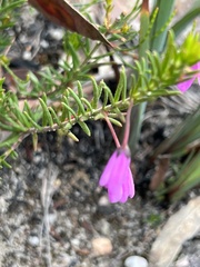 Tetratheca rubioides