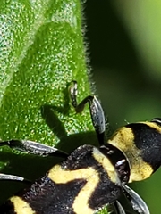 Chlorophorus curtisi