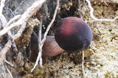 Tylopilus atroviolaceobrunneus