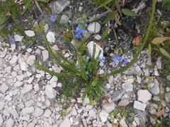 Melaleuca transversa
