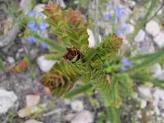 Melaleuca transversa