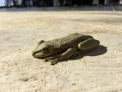 Osteopilus dominicensis