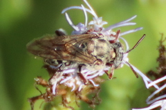 Leiopodus singularis