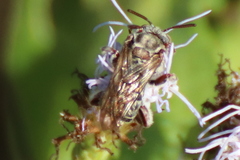 Leiopodus singularis