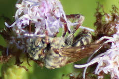 Leiopodus singularis