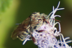 Leiopodus singularis