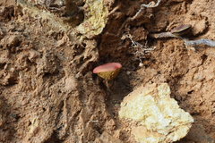 Parvixerocomus aokii