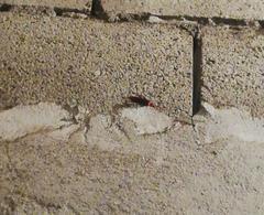 Periplaneta americana image