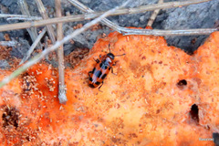 Episcaphula australis