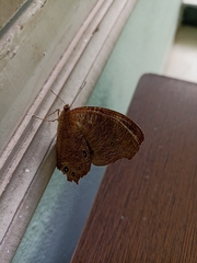 Melanitis leda