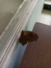 Melanitis leda