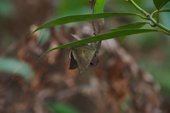 Oxyodes