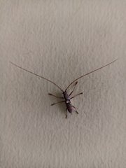 Olenecamptus bilobus