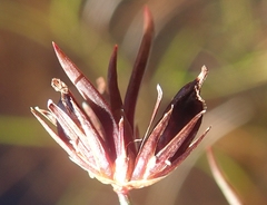 Juncus supiniformis