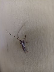 Olenecamptus bilobus